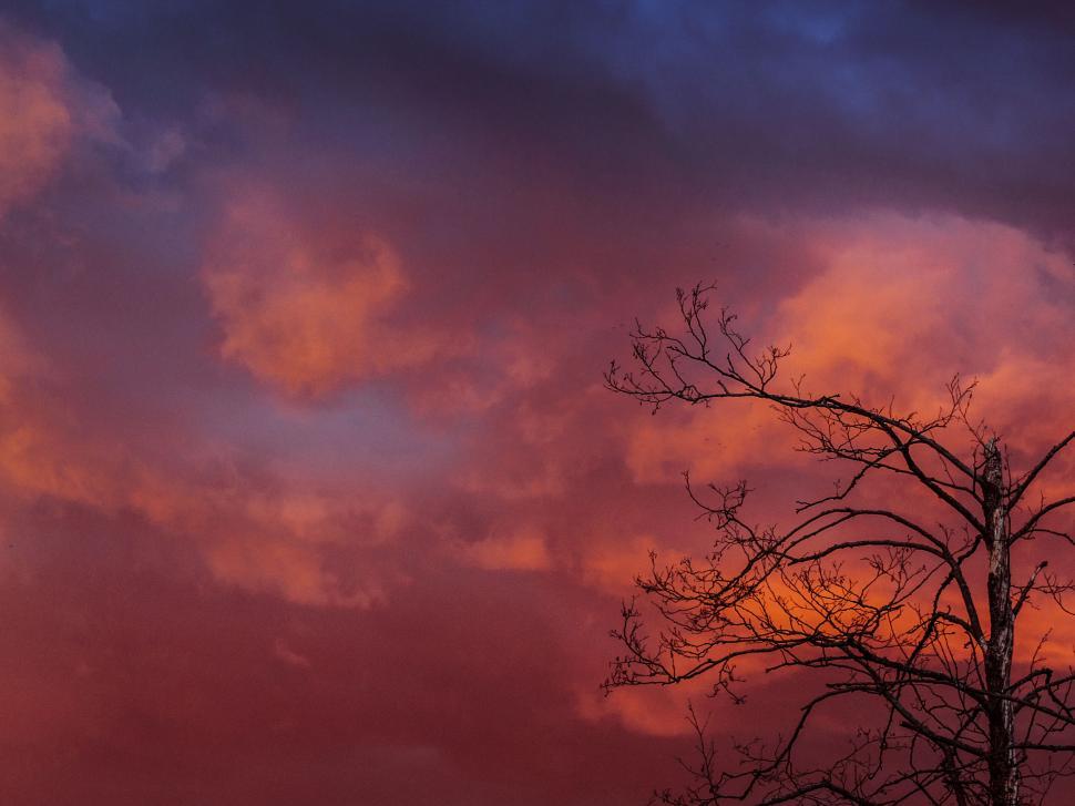 Free Image of Branches of a tree silhouetted against dramatic sunset 