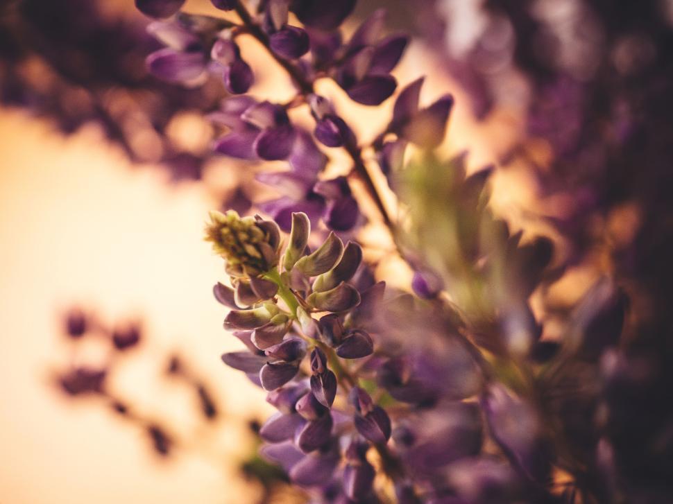 Free Image of Close-up of lavender flowers with dreamy background. 