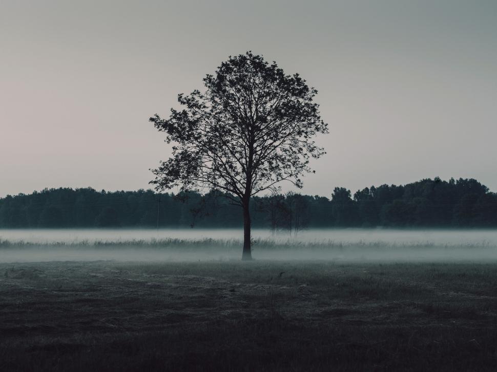 Free Image of Lone tree in foggy field with dark, somber ambiance. 