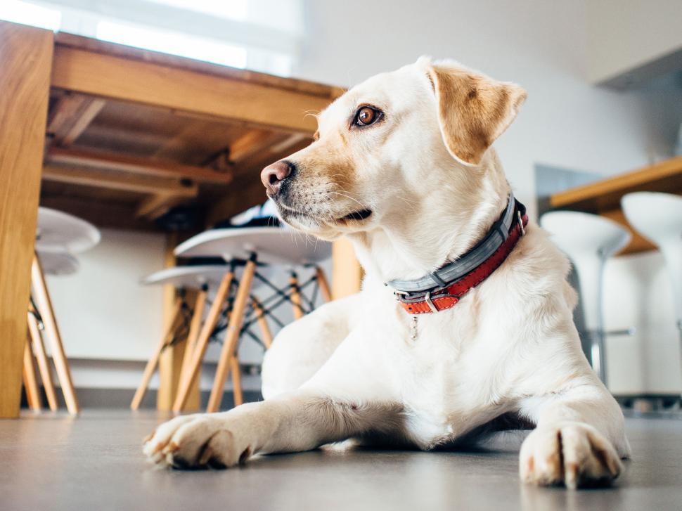 Free Image of Labrador rests on floor in modern home living room. 