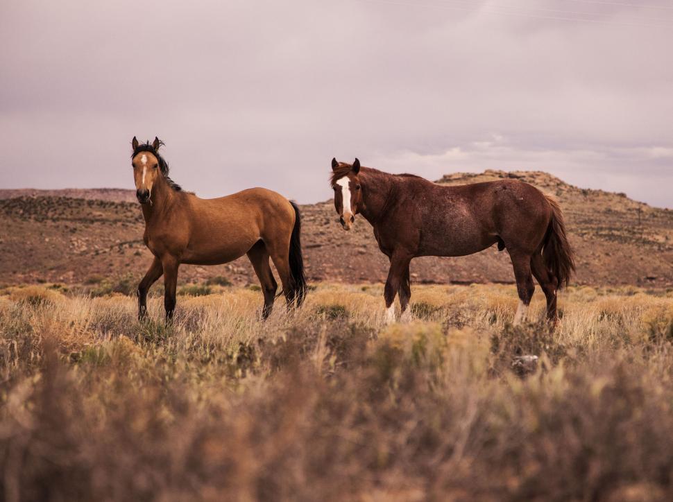Free Image of Two horses standing on a grassy field at sunset 