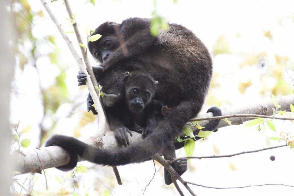 Free Image of Monkey hugging tree with a young one in safe embrace. 