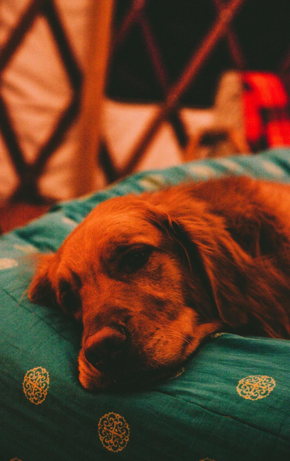 Free Image of Golden retriever resting on blue-patterned blanket. 