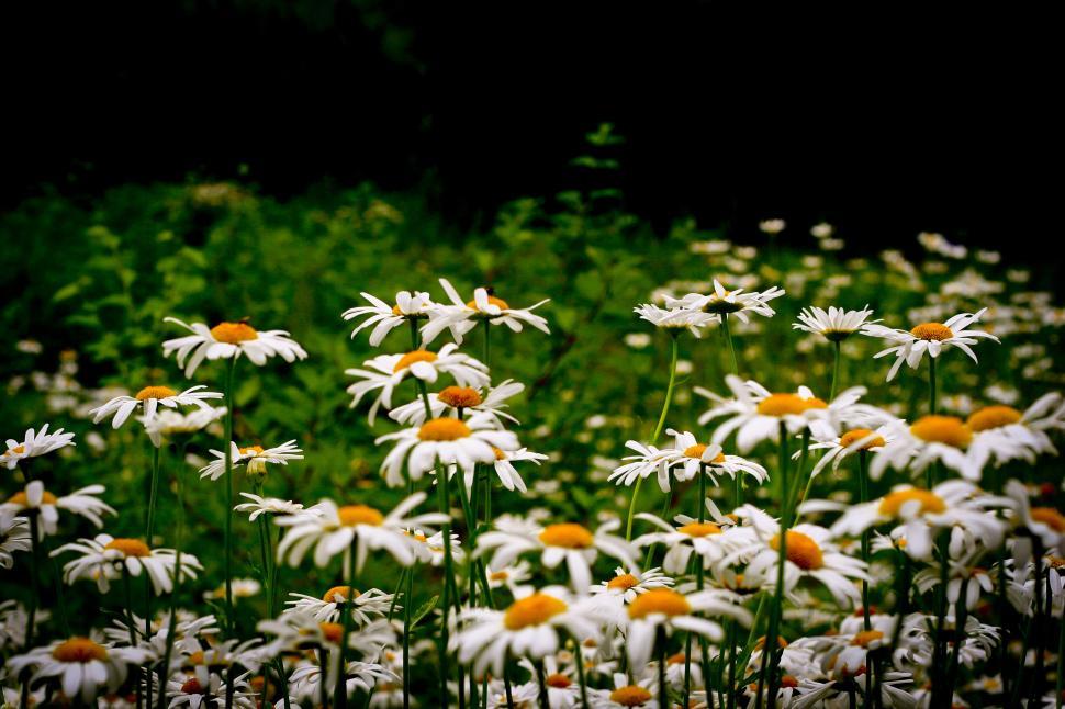 Free Image of Vibrant Daisy Field Blooming Under the Sun 