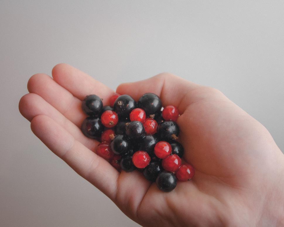 Free Image of Hand holding clusters of black and red berries. 