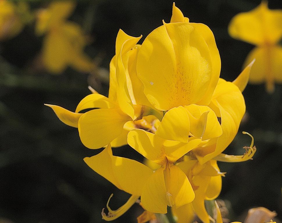 Free Image of Flower 