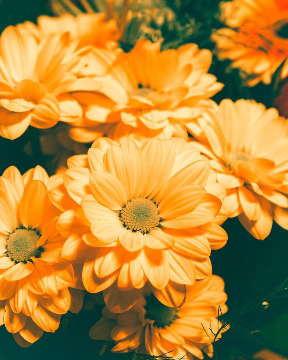 Free Image of Close-up of beautiful orange flowers in full bloom 