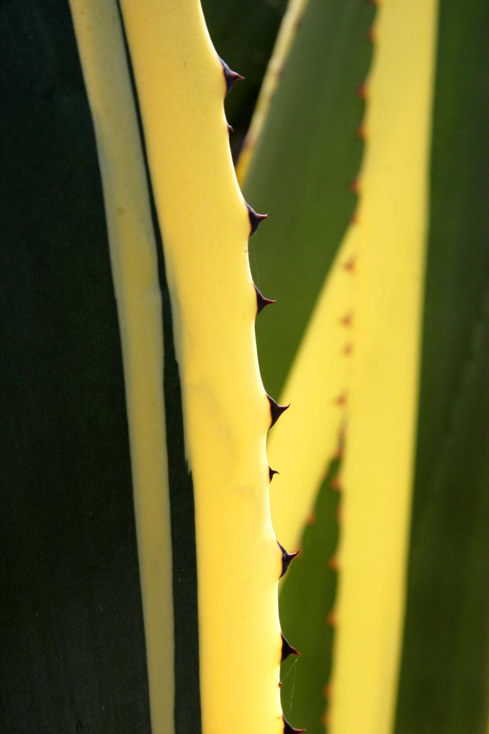 Free Image of Spines of an agave 