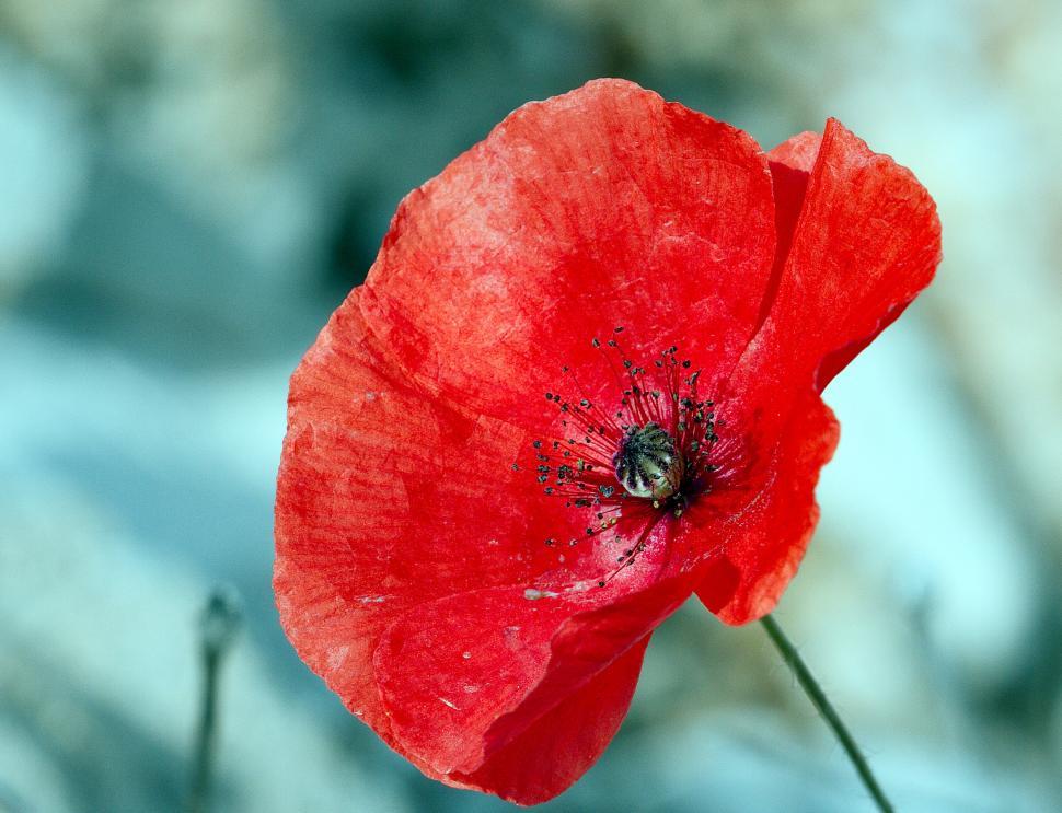 Free Image of Flower 
