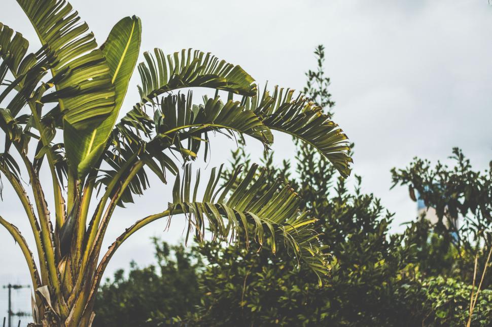 Free Image of Tropical green palm leaves with a cloudy sky backdrop 