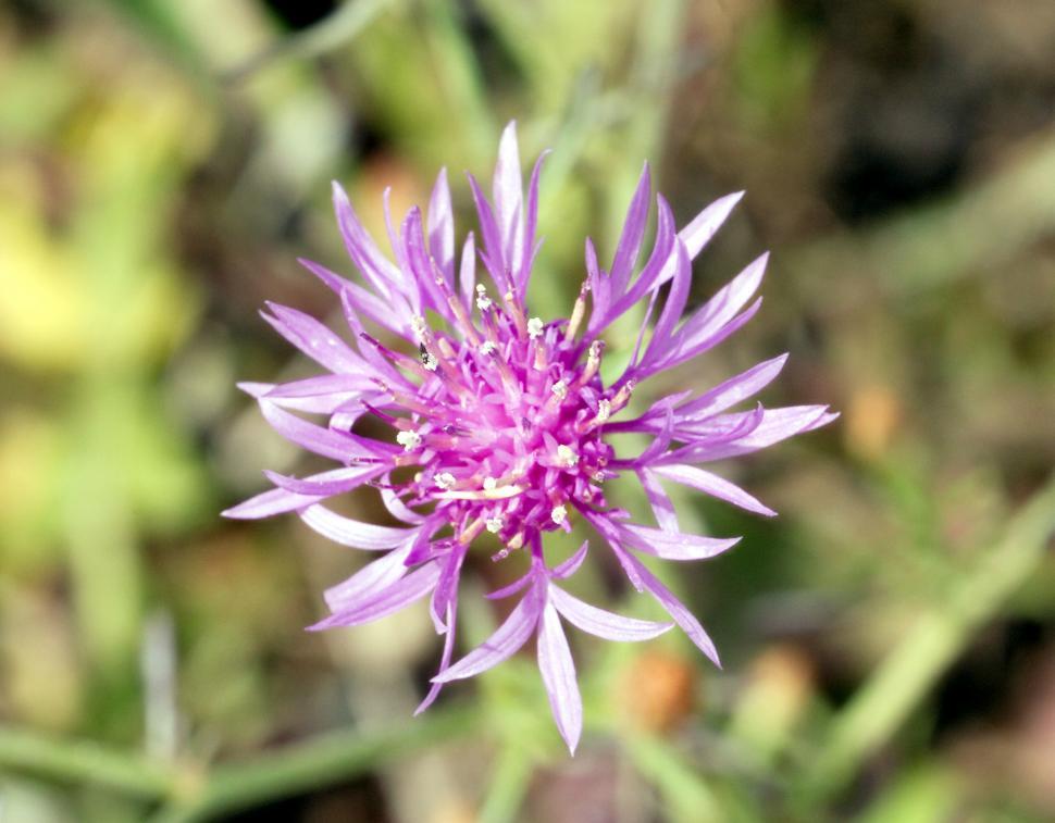 Free Image of Flower 
