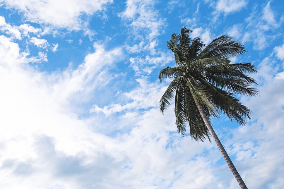 Free Image of Solitary palm tree against a bright blue sky background 