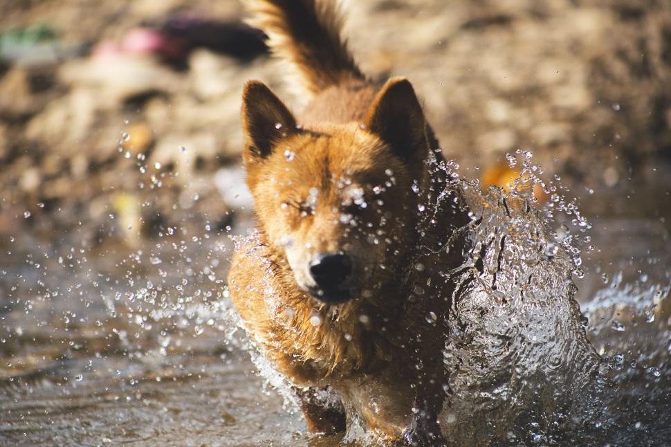 Free Image of Dog splashing through water with playful excitement 