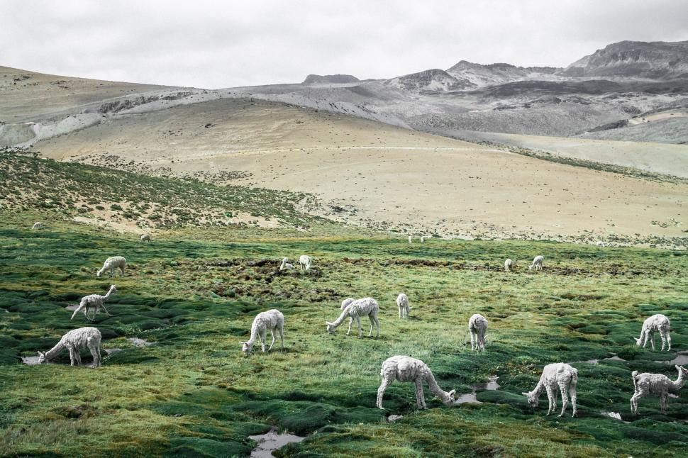 Free Image of Lush green field with a herd of grazing alpacas. 