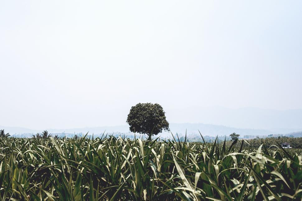 Free Image of Lonely tree standing amidst a vast sugarcane field. 