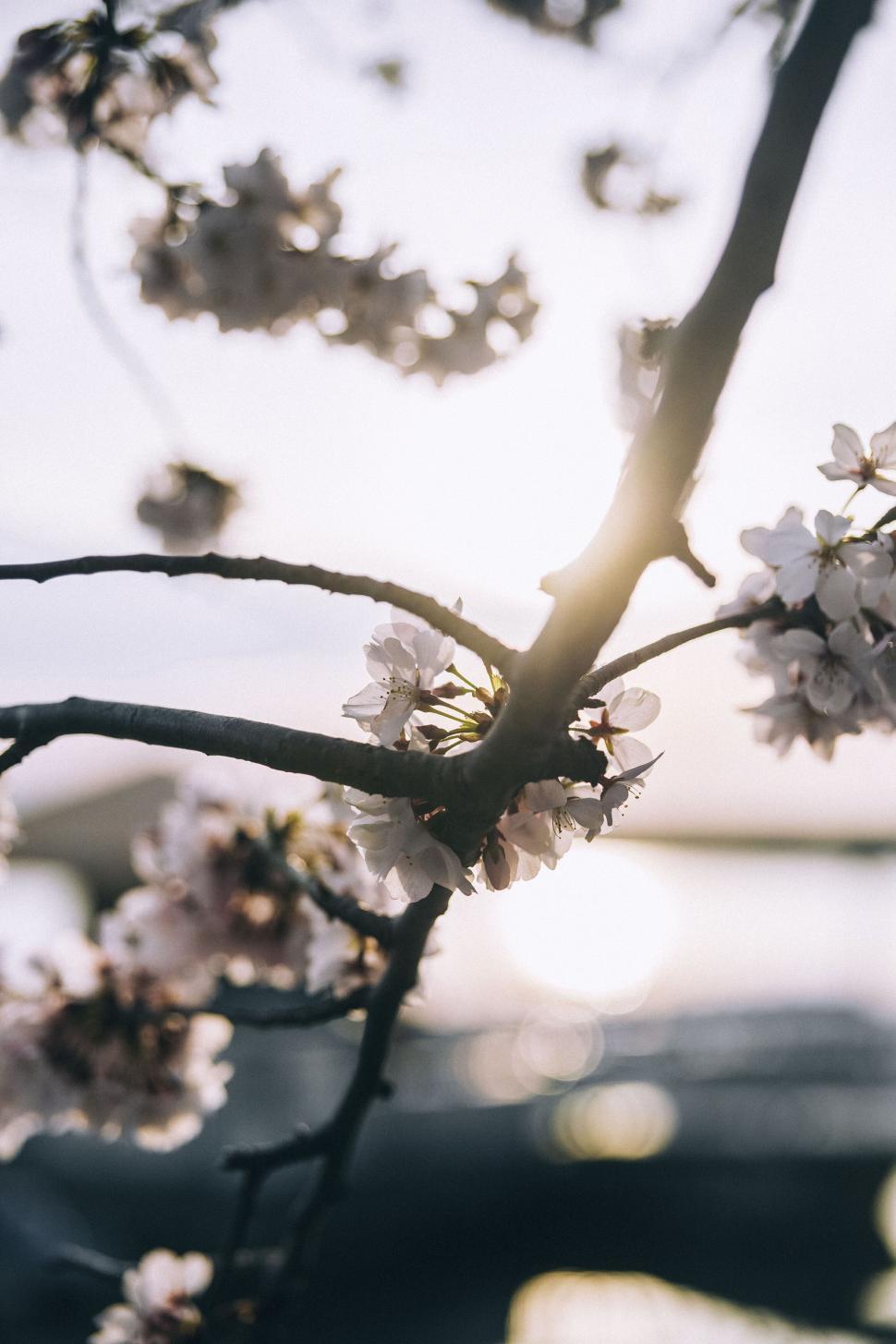 Free Image of Sunlight through blooming cherry blossoms on a branch 