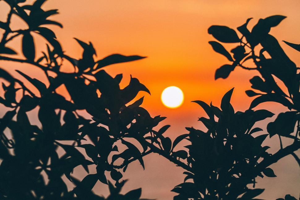 Free Image of Silhouetted foliage with the sun setting in background 