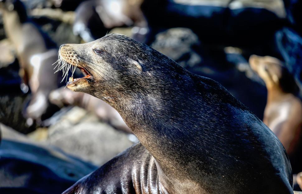 Free Image of Close-up of a sea lion with mouth open in a zoo 