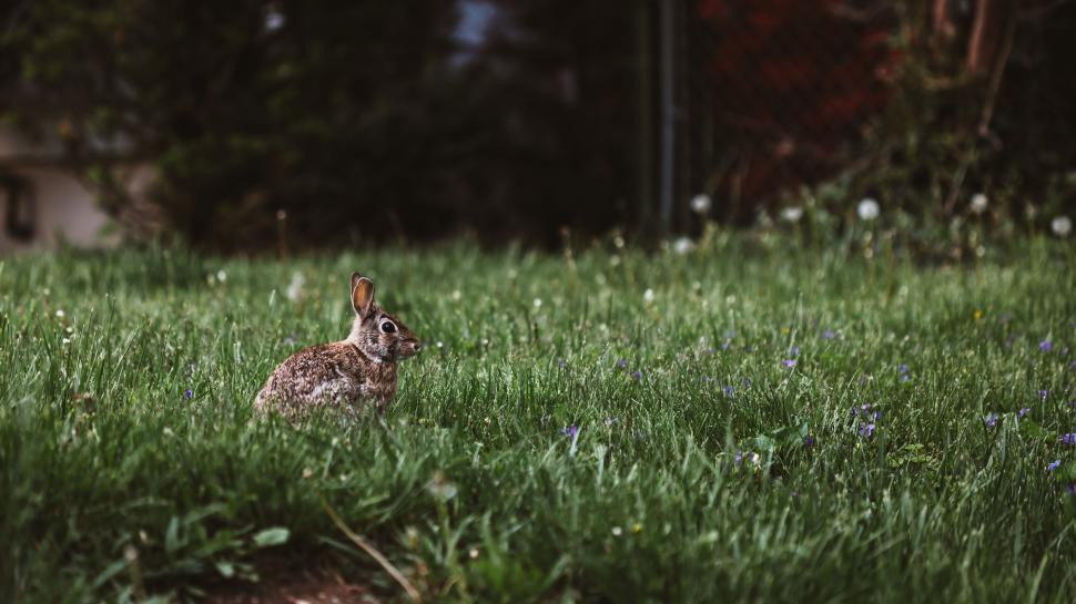 Free Image of Rabbit in green meadow enjoying the natural surroundings 