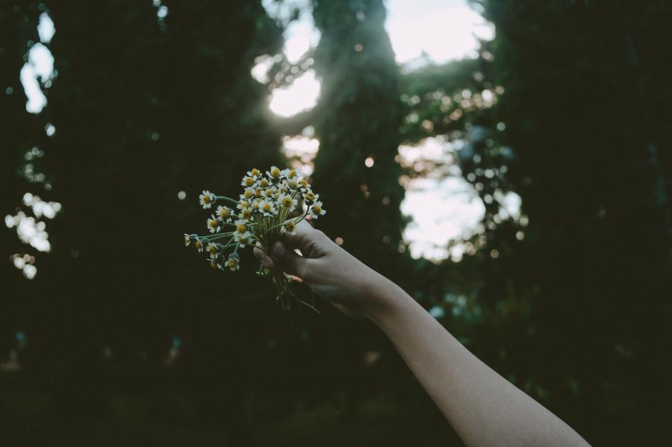 Free Image of Hand holding a bouquet of daisies against nature backdrop. 