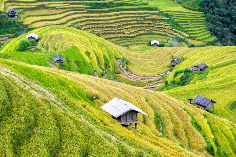 Free Image of Rice terraces in lush green valley with small huts 