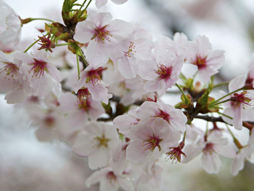 Free Image of Close-up of delicate pink cherry blossoms in bloom 