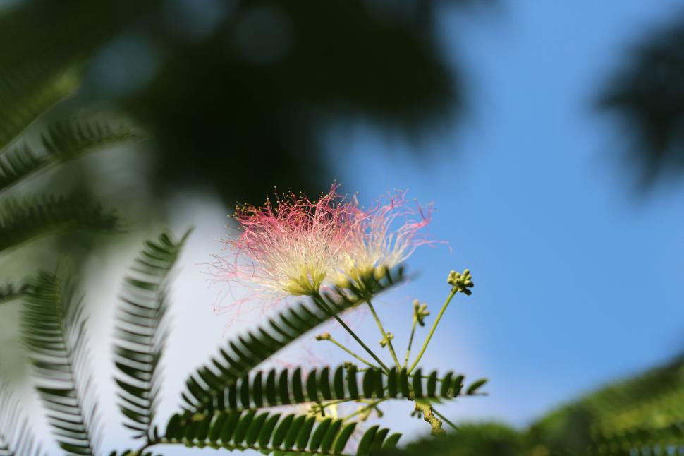 Free Image of Soft-focus mimosa bloom with fern-like leaves 
