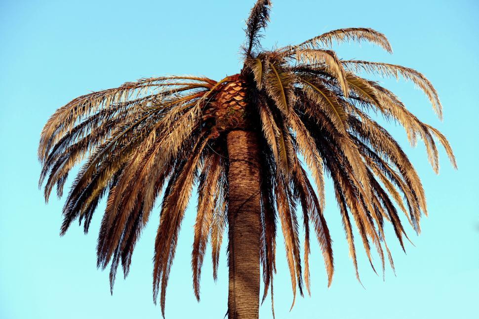 Free Image of Palm tree with bright blue sky in background above 
