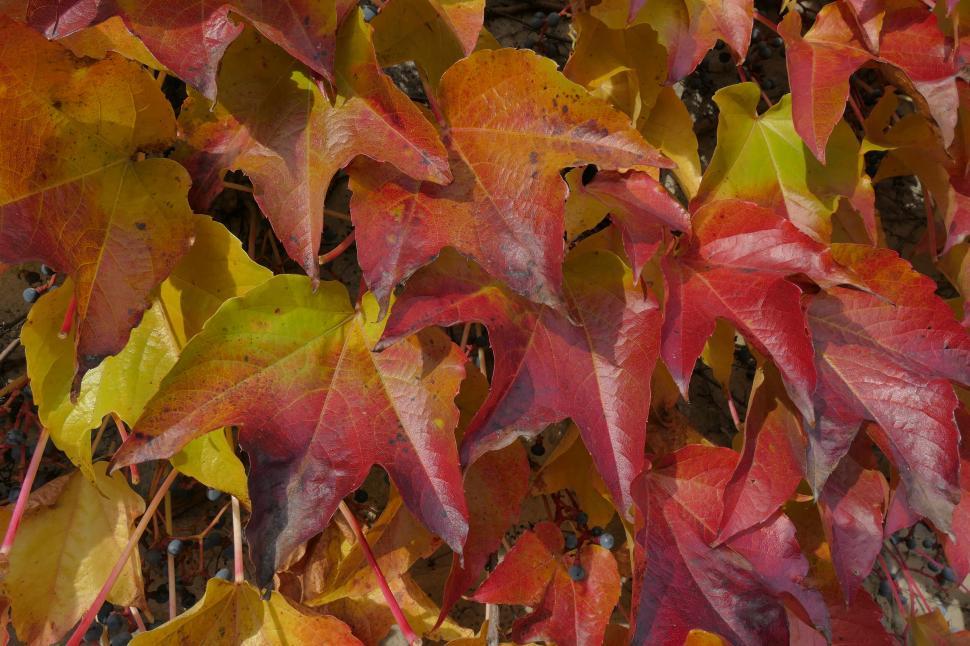 Free Image of Colorful autumn leaves in shades of red and yellow 