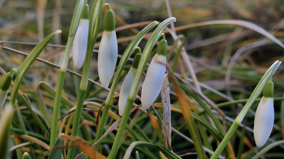 Free Image of Close-up of snowdrops among blades of grass in spring 