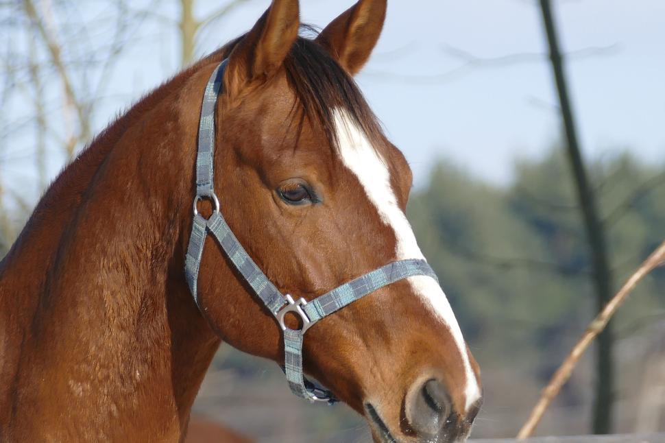 Free Image of Brown horse with a blue harness looking peaceful 