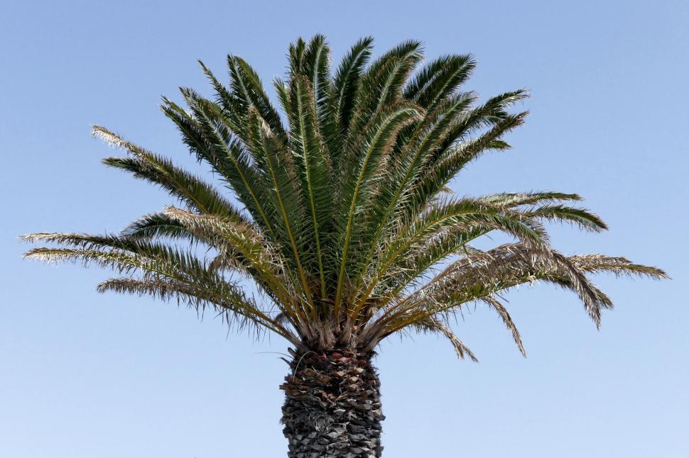 Free Image of Palm tree with clear blue sky background 