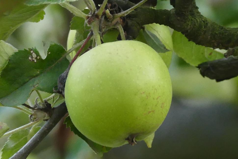 Free Image of Green apple hanging from a tree branch in an orchard 