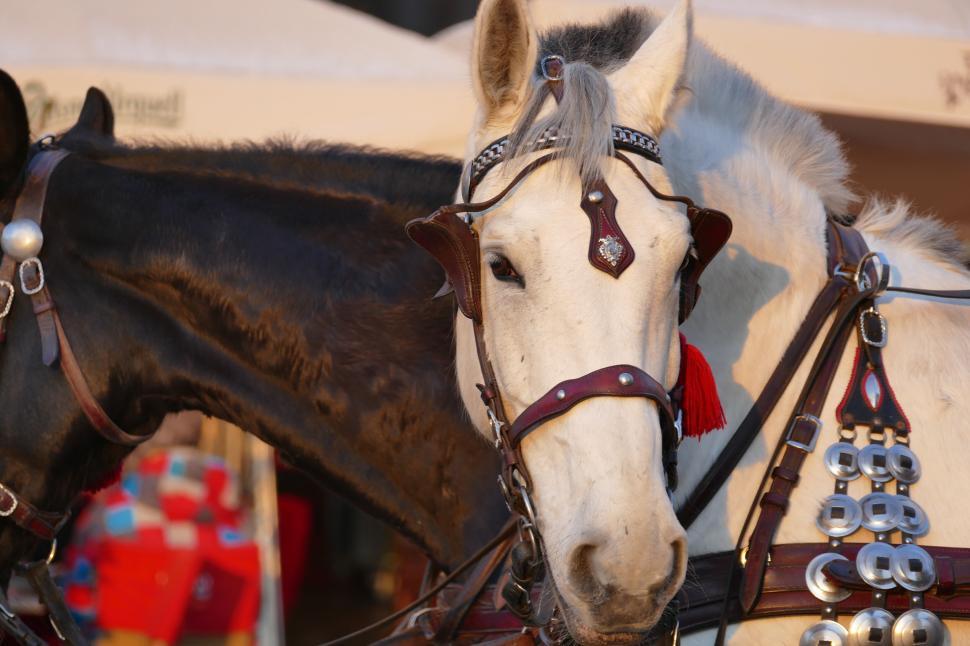 Free Image of White horse with detailed harness in bright sunlight 