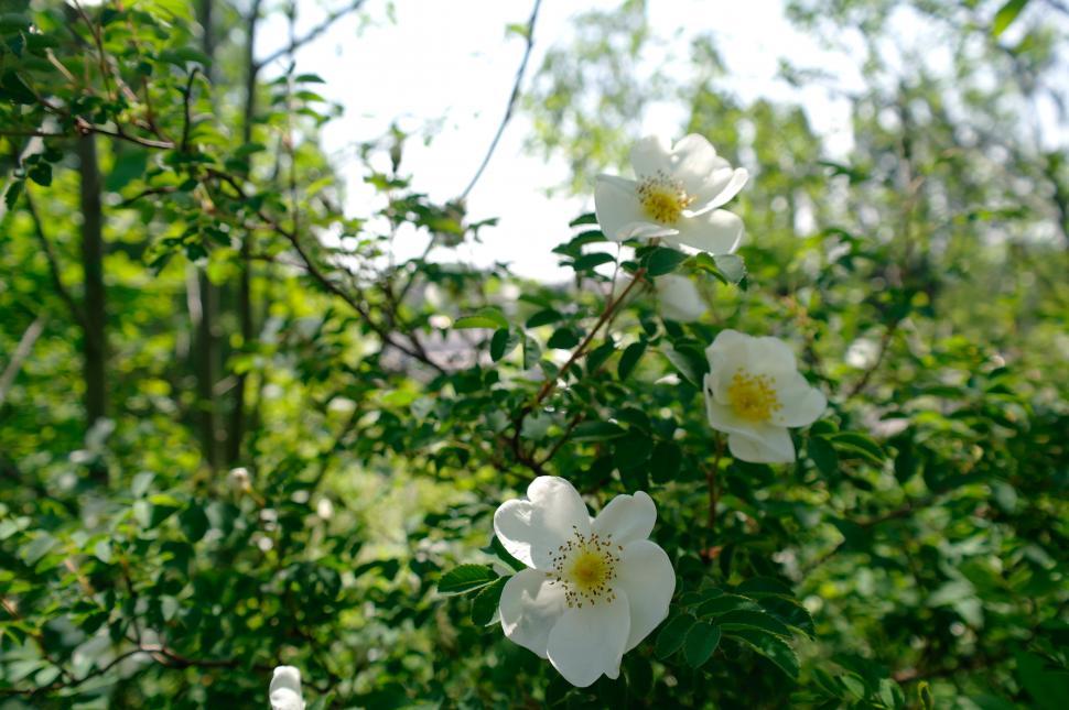 Free Image of wild flower 