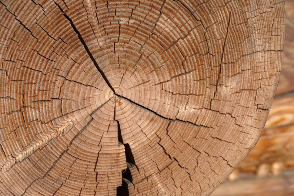 Free Image of Close-up of tree rings showing natural growth patterns. 