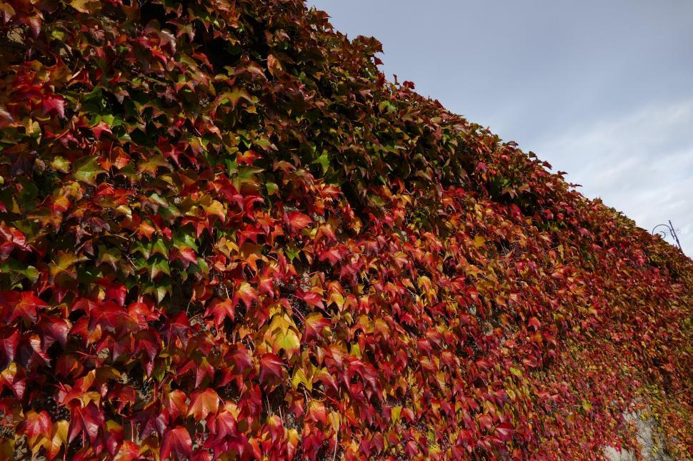 Free Image of Vibrant wall of ivy leaves in warm autumn colors. 