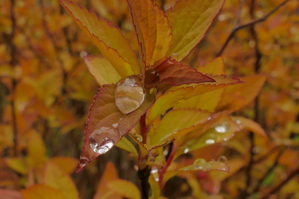 Free Image of Raindrops on autumn leaves with a fresh natural look. 