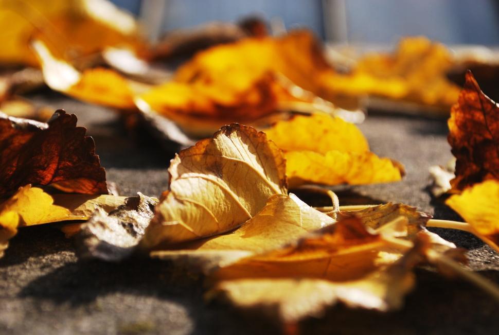 Free Image of Golden autumn leaves on the ground in sunlight. 