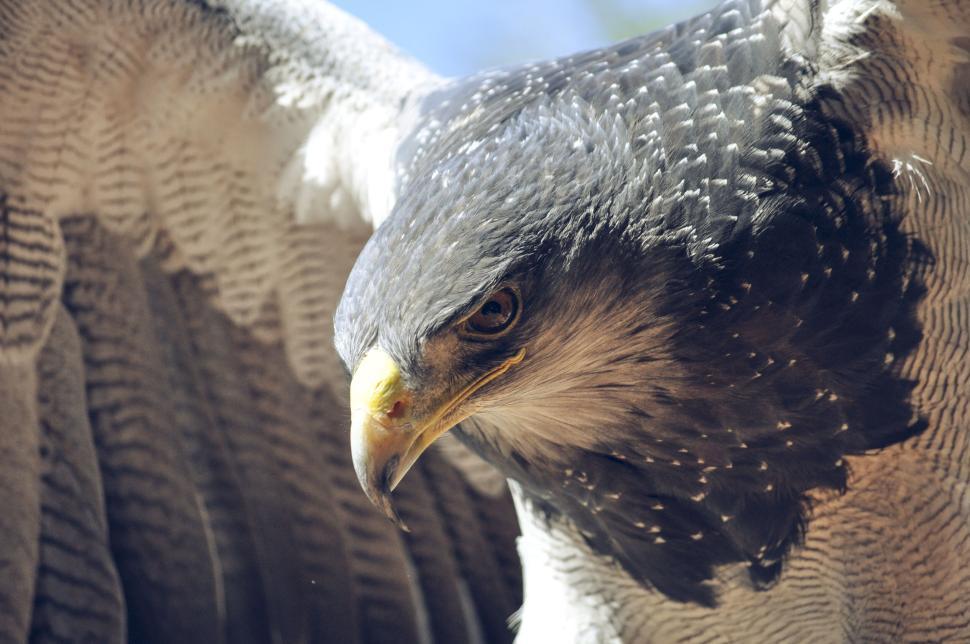 Free Image of Eagle in flight with wings spread and intense gaze 