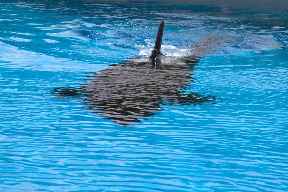 Free Image of Killer Whale 
