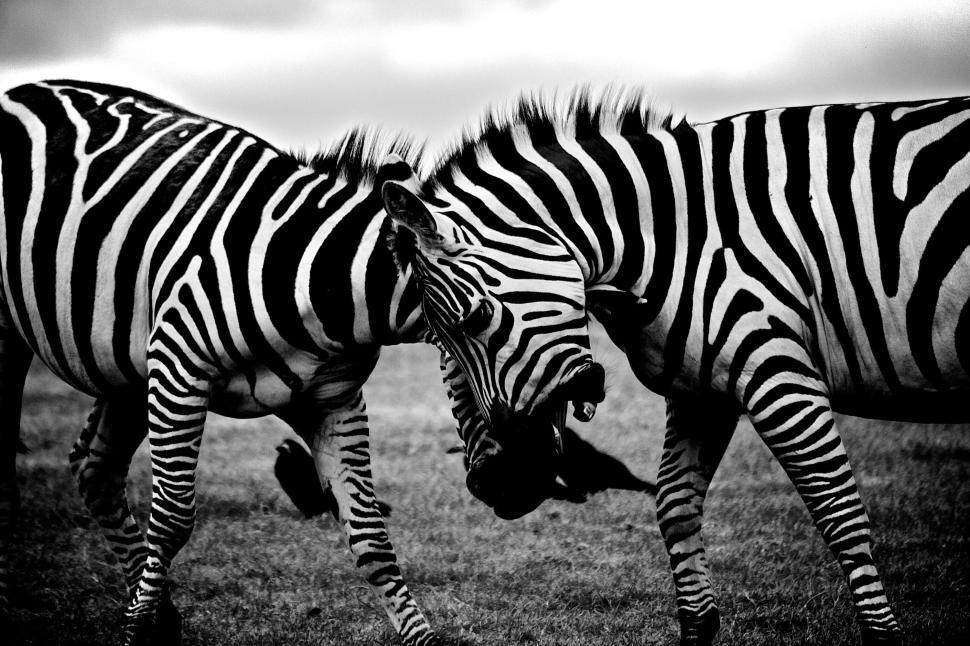 Free Image of Two zebras at rest with heads touching, in monochrome 