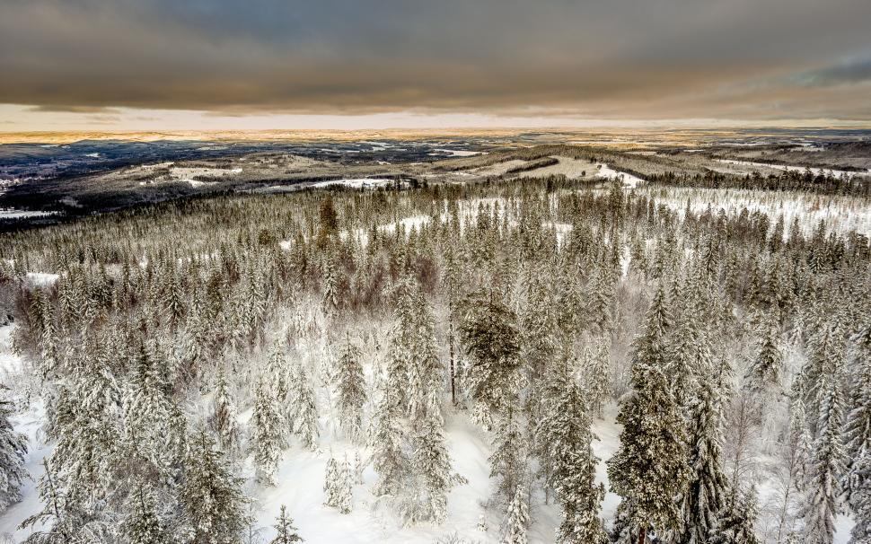 Free Image of Snow-covered forest with expansive aerial view 