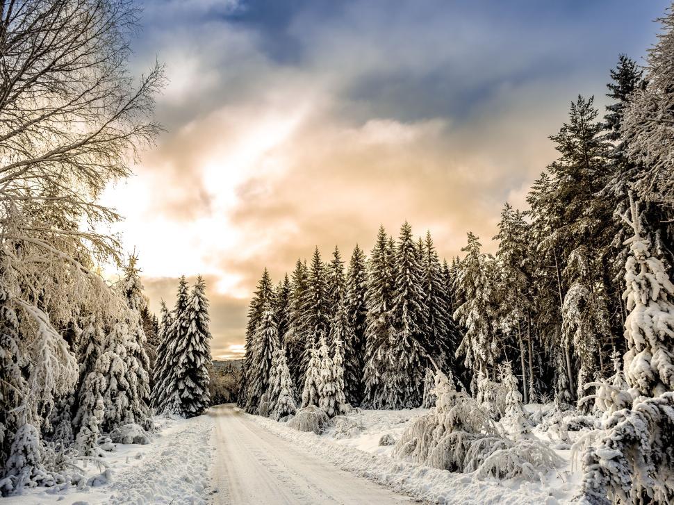 Free Image of Snowy forest road with picturesque winter landscape 