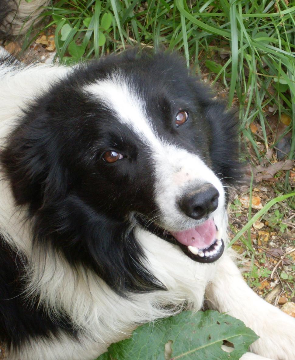 Free Image of Border Collie Face 