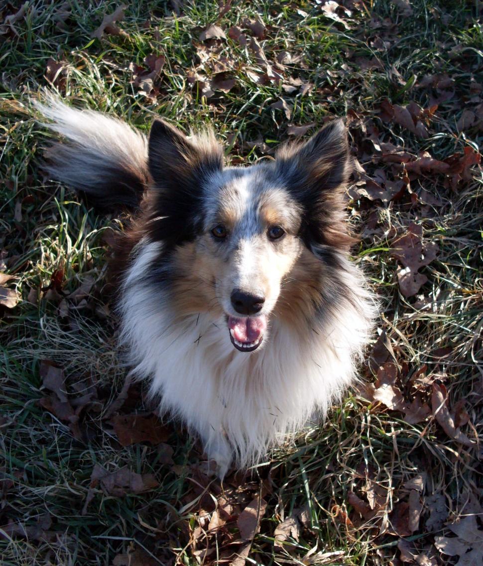 Free Image of Shetland Sheepdog 