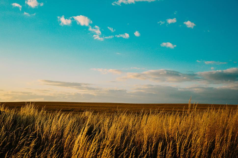 Free Image of Vast golden field under partly cloudy blue sky horizon 