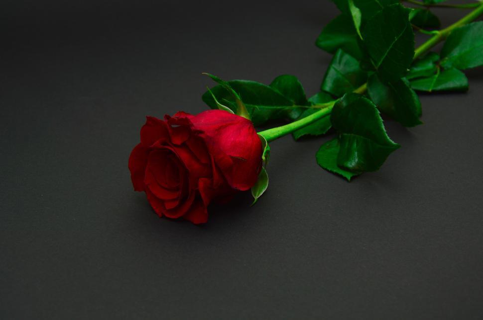 Free Image of Single red rose on dark background close-up view 