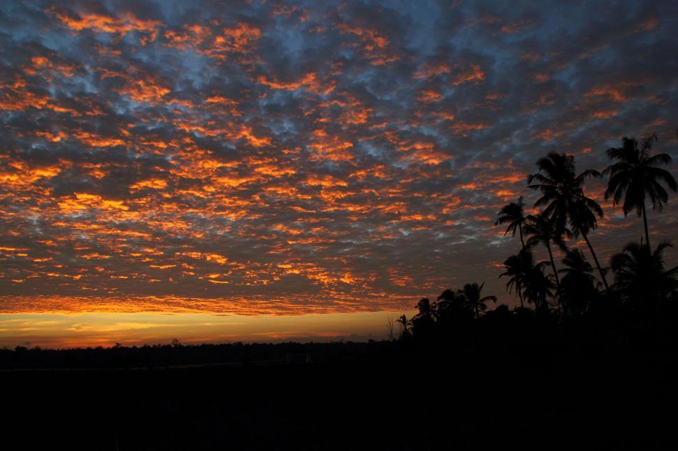 Free Image of Palm trees silhouetted against a vibrant twilight sky 