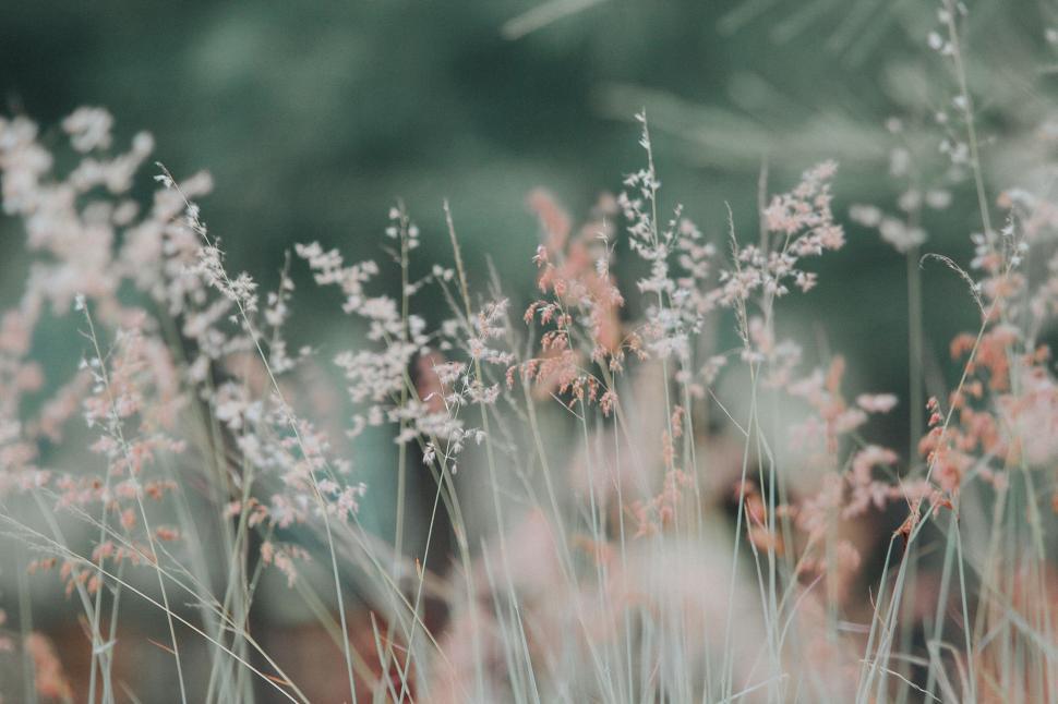 Free Image of Delicate wildflowers swaying gracefully in soft focus 